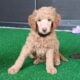 AKC Moyen Standard Poodles