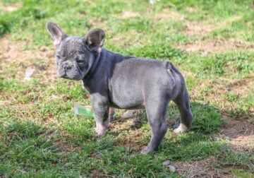 Blue Frenchie