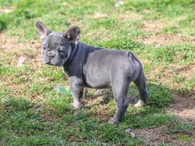 Blue Frenchie