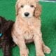AKC Moyen Standard Poodles