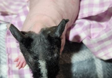 “Skinny” Hairless Guinea Pigs