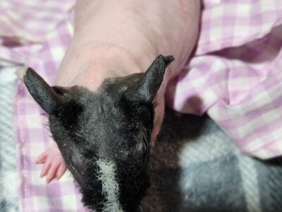 “Skinny” Hairless Guinea Pigs