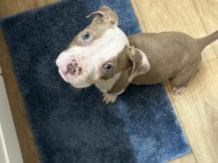 Pit bull puppies