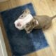 Pit bull puppies