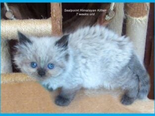Himalayan Kittens ready in April 2025