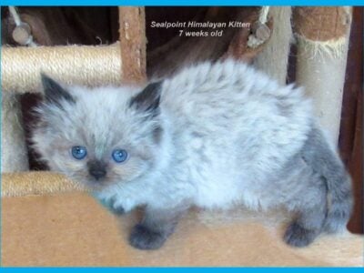 Himalayan Kittens ready in April 2025