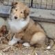 Meet CHAI Rough Collie Puppy 8 weeks