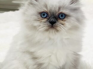 Persian kittens
