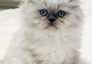 Persian kittens