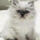 Persian kittens