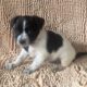 Bentley – Adorable ShiChi Male Puppy