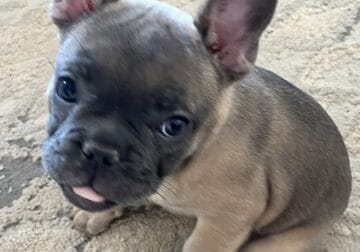 Frenchie Puppies