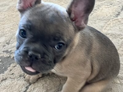 Frenchie Puppies