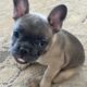 Frenchie Puppies