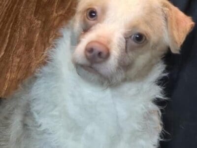 Looking to rehome