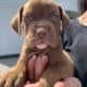 Cane corso puppies