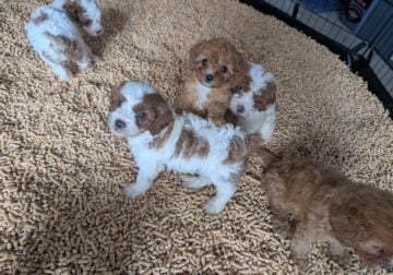Cavapoos F2B