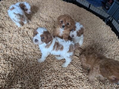 Cavapoos F2B