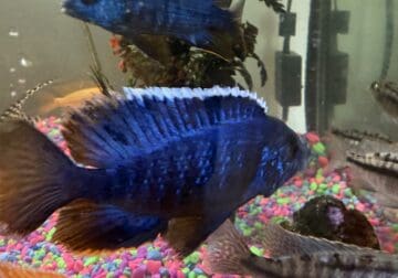 African cichlids