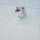 French bulldog puppy