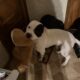 Pitbull for rehome
