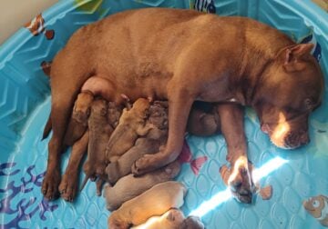 Pitbull Pups Chocolates and Reds