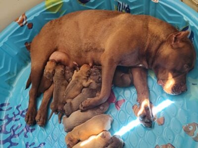 Pitbull Pups Chocolates and Reds