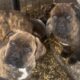 Boerboels