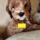 Mini Golden Cavapoo