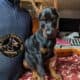Doberman Pinscher puppies for sale!