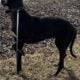 Great Dane Female