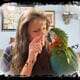 Absolutely the Sweetest Harlequin Macaw