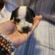 Pitbull/Mini Dashound puppies