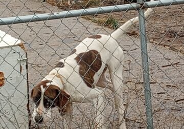 coonhound