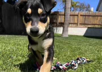 German Shepherd mix