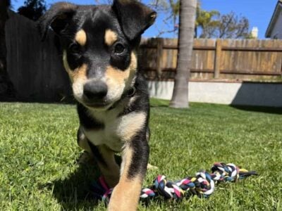 German Shepherd mix