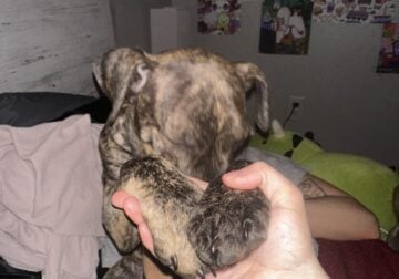 12 week old female