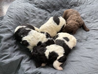AKC Standard Poodle Puppies
