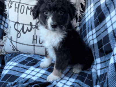 Aussiedoodle