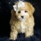 Midge F1B Maltipoo