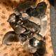 Bluenose pits for sale