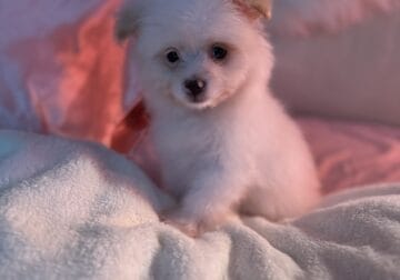 Pomeranian mix