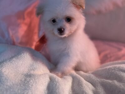 Pomeranian mix