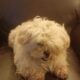 Maltipoo (CA) – Bella