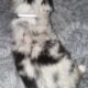 Australian Shepherd/Australian Cattle Dog pups
