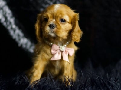 Garnet AKC Cavalier