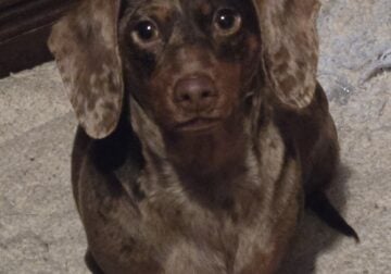 Adult Dachshund