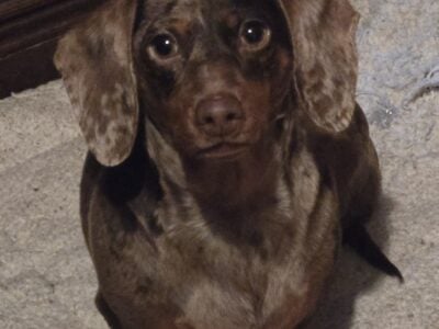 Adult Dachshund