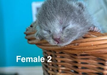 British Shorthair babies born 3/24