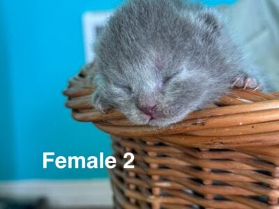 British Shorthair babies born 3/24